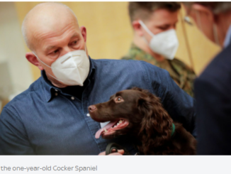 Scientists trains sniffer dogs that can detect coronavirus with 94% accuracy