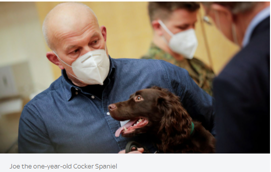  Image of Scientists trains sniffer dogs that can detect coronavirus with 94% accuracy