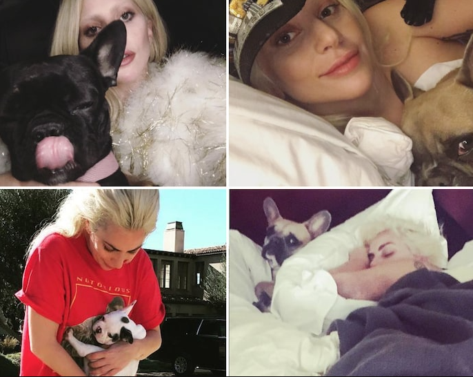  Image of Lady Gaga announces $500K reward for return of her stolen French bulldogs